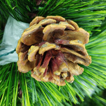 Cargar imagen en el visor de la galería, Árbol de Navidad Pino Canadiense con Piñas Rama por Rama